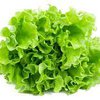 lettuce farming