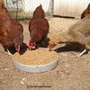 Kienyeji-Chicken-Feeds